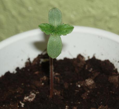 20080316202225-plantula.jpg